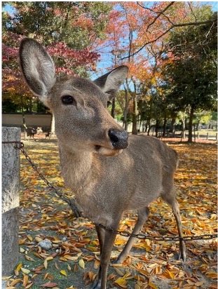 写真：天然記念物の鹿